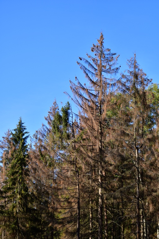 2018-10 Prague/Sächsische Schweiz/DSC_5773.JPG